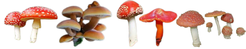 mushrooms1.png