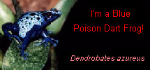 I'm a Blue Poison Dart Frog!